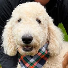 Bella - Goldendoodle