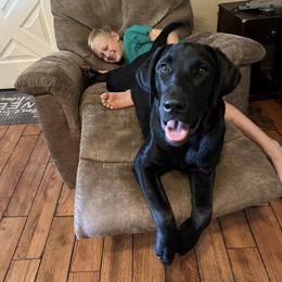 Dilute Retriever and Labrador Retriever Puppies from SmoKy Hills Labradors
