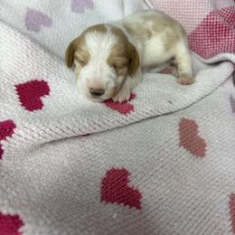 George - Piebald male Dachshund puppy in Lake City, Florida from My Ditzy Doxies of Florida