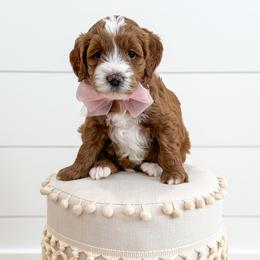 SPORTY SPICE - SPICE GIRLS LITTER - Red  female Goldendoodle puppy in Bell Buckle, Tennessee from Precious Puptown Doodles