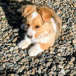 Patrick - Red merle and white male Cardigan Welsh Corgi puppy in Hotchkiss, Colorado from Bell S Ranch