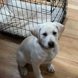 Labrador Retriever Puppies from Howard English Labradors