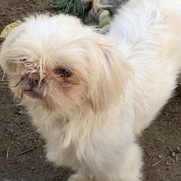 Mason - Shih Tzu