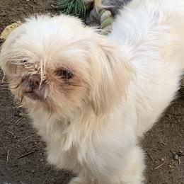 Mason - Shih Tzu