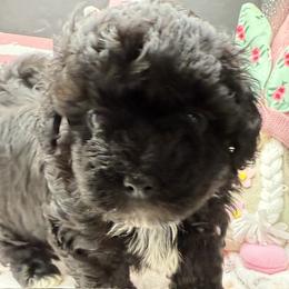 Tiki - Black male Maltipoo puppy in Colonial Beach, Virginia from BeachRidge Pups
