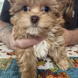 Girl 1 - Gold female Yorkshire Terrier puppy in Lyle, Washington from Sport Yorkie