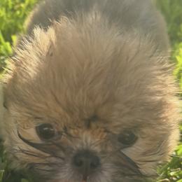 Shih Tzu Puppies from Staci Fidler