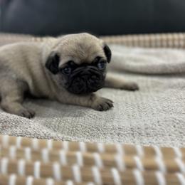 Small Boy - Fawn male Pug puppy in Troutman, North Carolina from Ohana Pugs