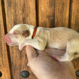 Orange Collar - Gold male Border Collie puppy in Mariposa, California from Team Reeves Ranch