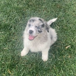 Snickers - AKC Champion Bloodline - Blue merle Border Collie puppy in Trabuco Canyon, California from Sierra Peak