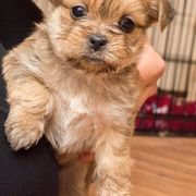 Shih Tzu and Shorkie Puppies from Nana's Happy Pups