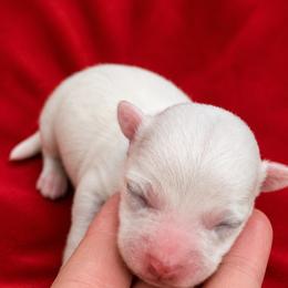 Bo Peep - Black female Coton de Tulear puppy in Pflugerville, Texas from Beethoven’s Cotons