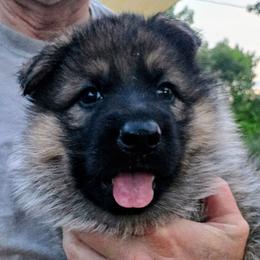 Azula - Sable female German Shepherd puppy in Noel, Missouri from Wondar Shepherds