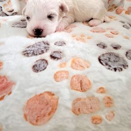 Bichon Frise Puppies from Wonder Bichons