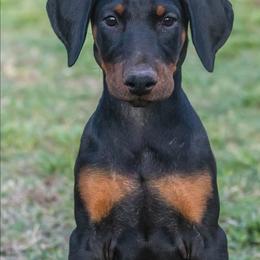 Violet - Black and rust female Doberman Pinscher puppy in Shelby, North Carolina from IronBee Dobermans