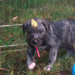 Irish Wolfhound Puppies from Ierne Irish Wolfhounds