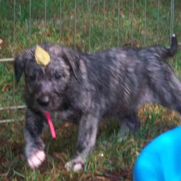 Irish Wolfhound Puppies from Ierne Irish Wolfhounds