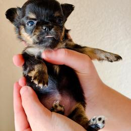 Onyx - Black and tan female Chihuahua puppy in Burleson, Texas from Luxe Paradise House of Chi