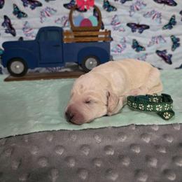 Dawson - Parti male Labradoodle puppy in Weatherford, Texas from Oodles of poodles and doodles