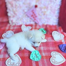 Pomsky Puppies from Nebula Ranch Pomskies