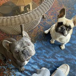 French Bulldog All Grown Up from Blueridge Frenchies