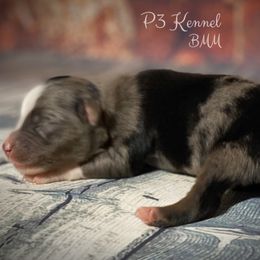 Miniature Australian Shepherd and Toy Australian Shepherd Puppies from P3 Toy and Mini Aussie’s