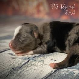 Miniature Australian Shepherd and Toy Australian Shepherd Puppies from P3 Toy and Mini Aussie’s