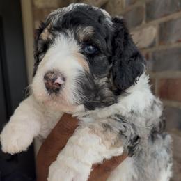 Oregano - Blue merle male Bernedoodle puppy in Richmond, Texas from Harper’s Heartbeats