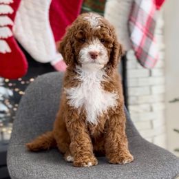 Cookie - Red  female Goldendoodle puppy in St George, Utah from Doodle Bears of Southern Utah