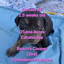 FEMALE  - 5 - Black female Catahoula Leopard Dog puppy in Perry, Florida from O'Leos' Acres Catahoulas