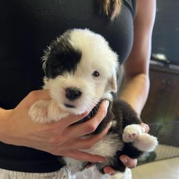 Poppi - Gray and white female Old English Sheepdog puppy in Bristol, Indiana from Ridgeruns OES