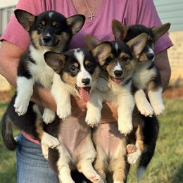 Pembroke Welsh Corgi puppies from Low Rider Corgis Co