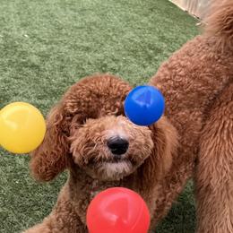 Goldendoodles, Irish Doodles, and Poodles from Ransone’s Ridge Runners Poodles and Doodles