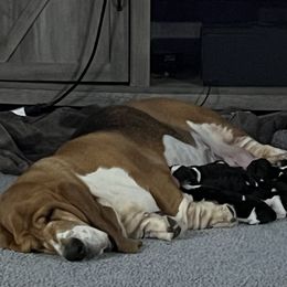 Male 6 - Black brown and white male Basset Hound puppy in Red Bay, Alabama from Maple Street Bassets
