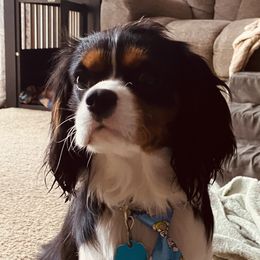 Luc - Cavalier King Charles Spaniel