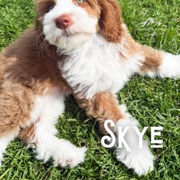 Bernedoodle and Cavapoo Puppies from Wonderful World Doodles