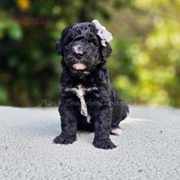 Elara - Black tri-color female Aussiedoodle puppy in Centreville, Mississippi from Trin's Designer Doodles