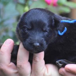 Blue Collar female - Black and red female German Shepherd puppy in Marianna, Florida from Haus M Godwin