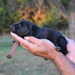 Brown - Black male German Shepherd puppy in Cherryville, North Carolina from Masky Kennel