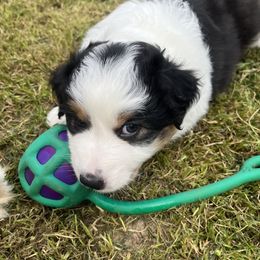 Olive - Black tri-color Australian Shepherd puppy in Furlong, Pennsylvania from Apple Hill Aussies
