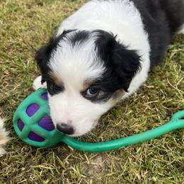 Olive - Black tri-color Australian Shepherd puppy in Furlong, Pennsylvania from Apple Hill Aussies