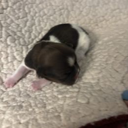 Hope - Chocolate female Shih Tzu puppy in Las Vegas, Nevada from P and J Farms