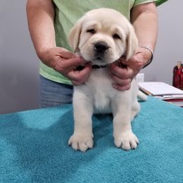 Labrador Retriever Puppies from Casbar Labradors
