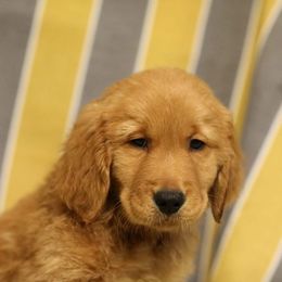 Golden Retriever Puppies from A&W Goldens