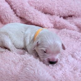 Star - Light golden female Golden Retriever puppy in Seville, Ohio from Retriever Ranch