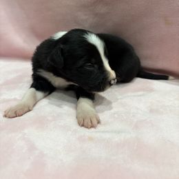 Border Collie Puppies from Vowell Farm Border Collies