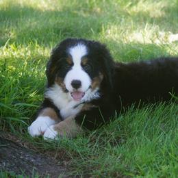 Bernese Mountain Dog Puppies from Lonesome Pine Farm