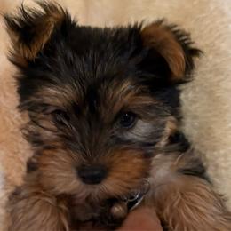 Sunny - Black and gold female Yorkshire Terrier puppy in Phoenix, Arizona from Coursey’s Yorkies