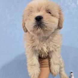 Buttercup - Cream and white female Shih Tzu puppy in Neosho, Missouri from Cooley's Cuddle Pups