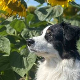 Australian Shepherds from Shanna Gordon's Australian Shepherds